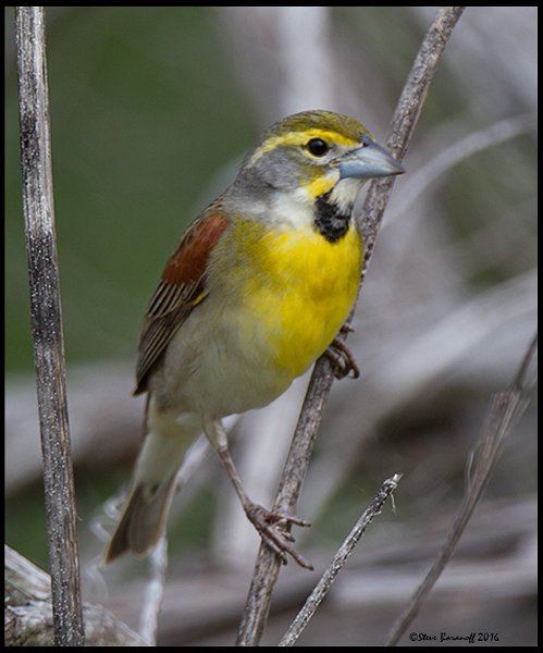 _6SB0363 dickcissel.jpg